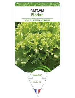 (LAITUE) BATAVIA FLORINE