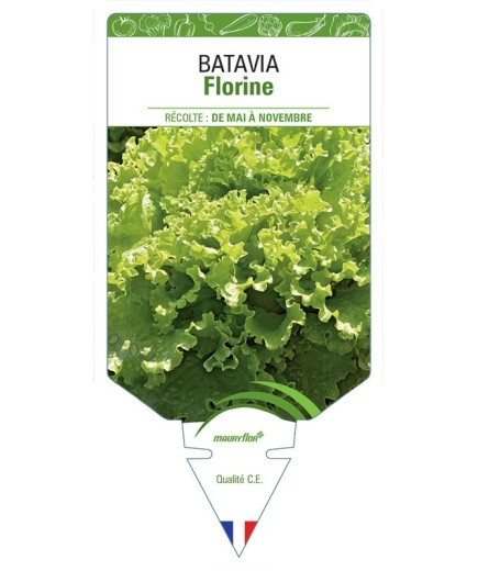 (LAITUE) BATAVIA FLORINE