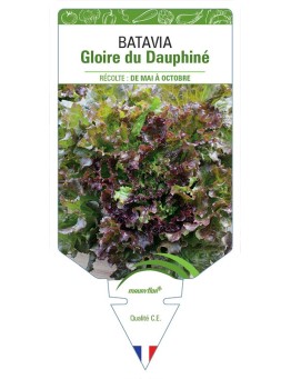 (LAITUE) BATAVIA GLOIRE DU DAUPHINÉ