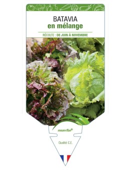 (LAITUE) BATAVIA EN MÉLANGE