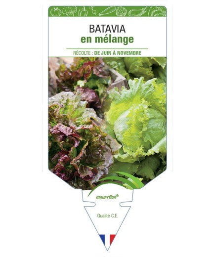 (LAITUE) BATAVIA EN MÉLANGE