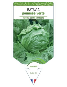 (LAITUE) BATAVIA POMMÉE VERTE
