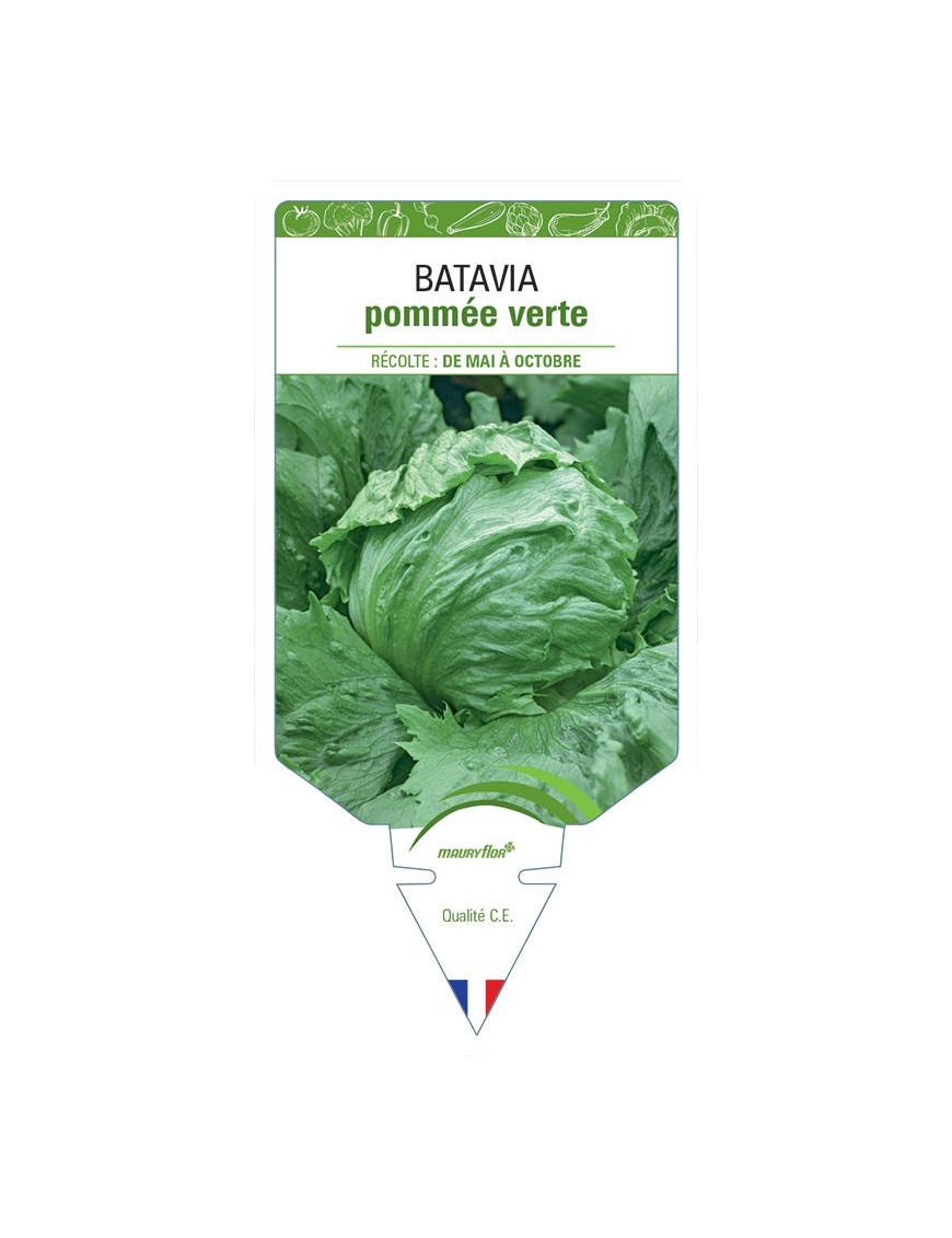(LAITUE) BATAVIA POMMÉE VERTE
