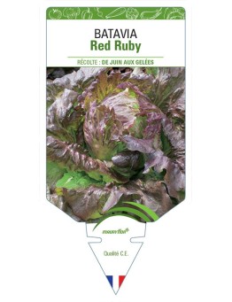 (LAITUE) BATAVIA RED RUBY
