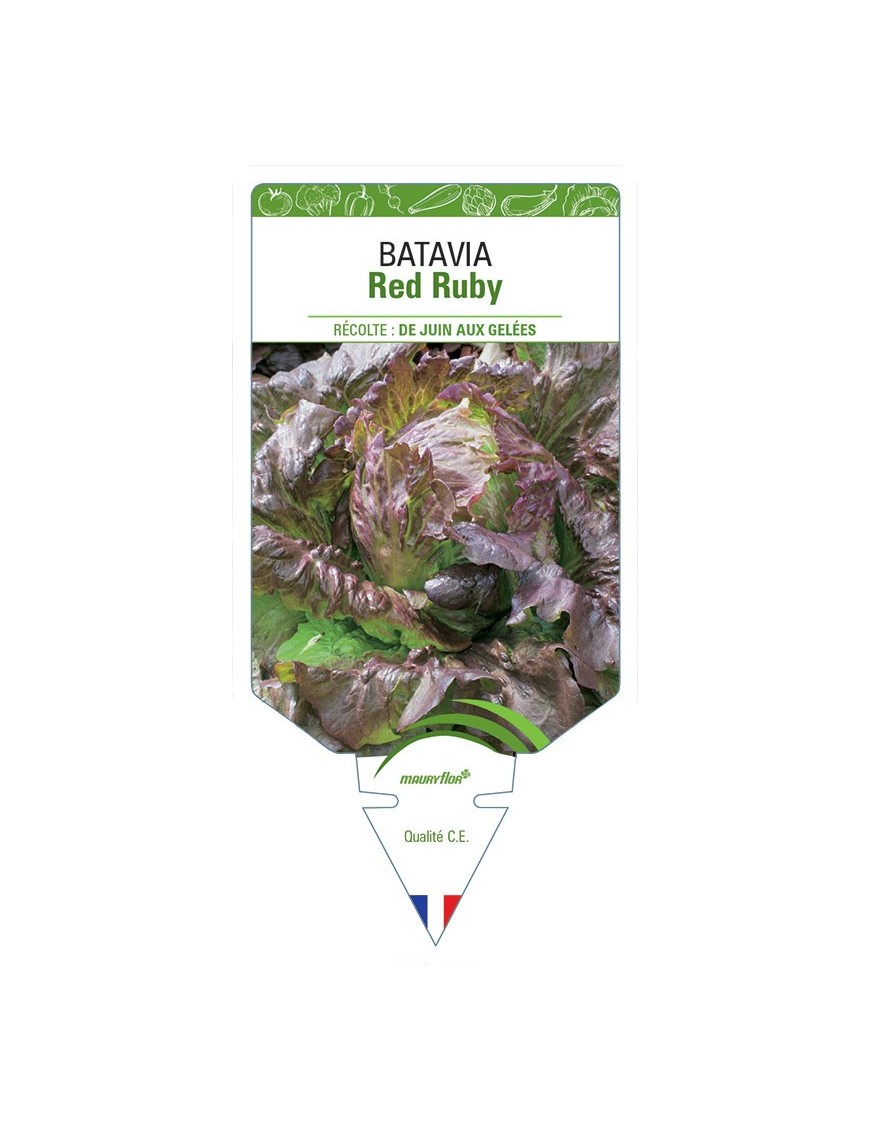 (LAITUE) BATAVIA RED RUBY