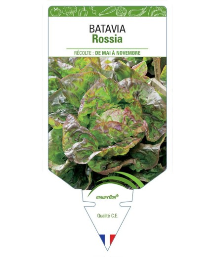 (LAITUE) BATAVIA ROSSIA