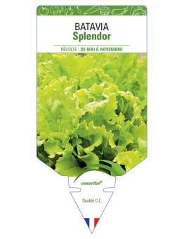 (LAITUE) BATAVIA SPLENDOR