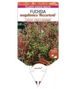 FUCHSIA magellanica Riccartonii