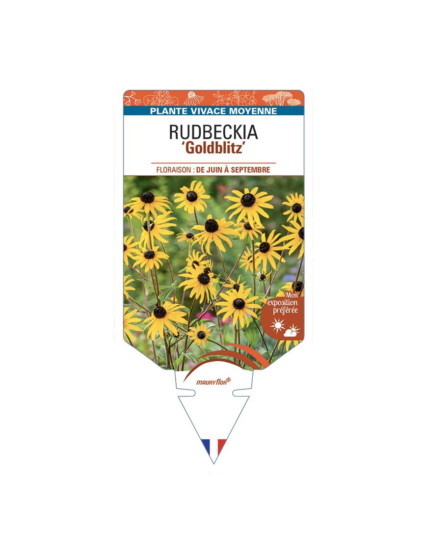 Rudbeckia (fulgida) Goldblitz