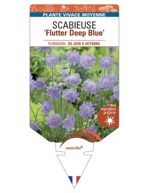 SCABIOSA Flutter Deep Blue voir Scabieuse