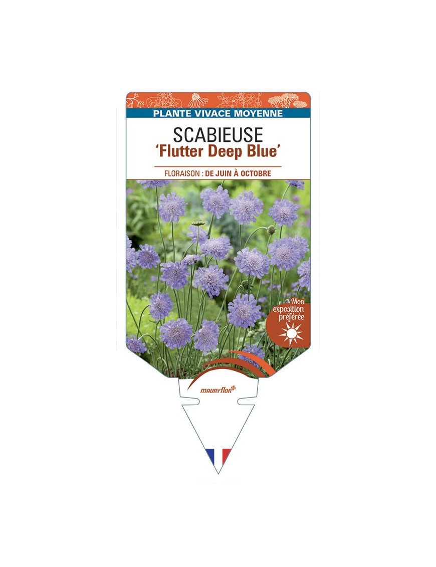 SCABIOSA Flutter Deep Blue voir Scabieuse