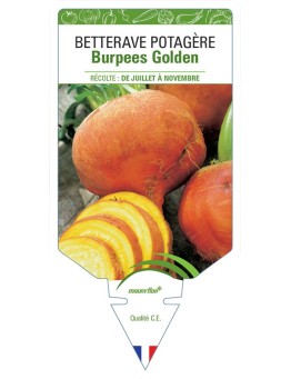 BETTERAVE BURPEES GOLDEN