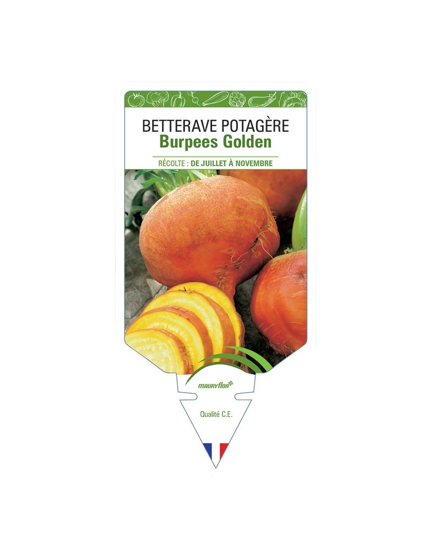 BETTERAVE BURPEES GOLDEN