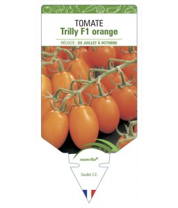 Tomate Trilly F1 orange
