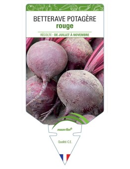 BETTERAVE ROUGE RONDE