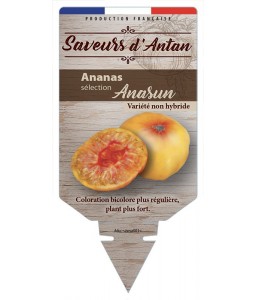 Tomate Ananas Sélection Anasun