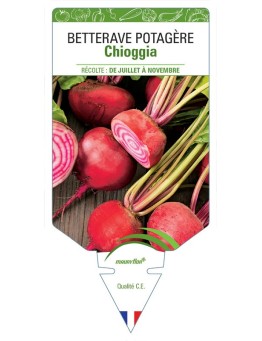 BETTERAVE POTAGÈRE CHIOGGIA