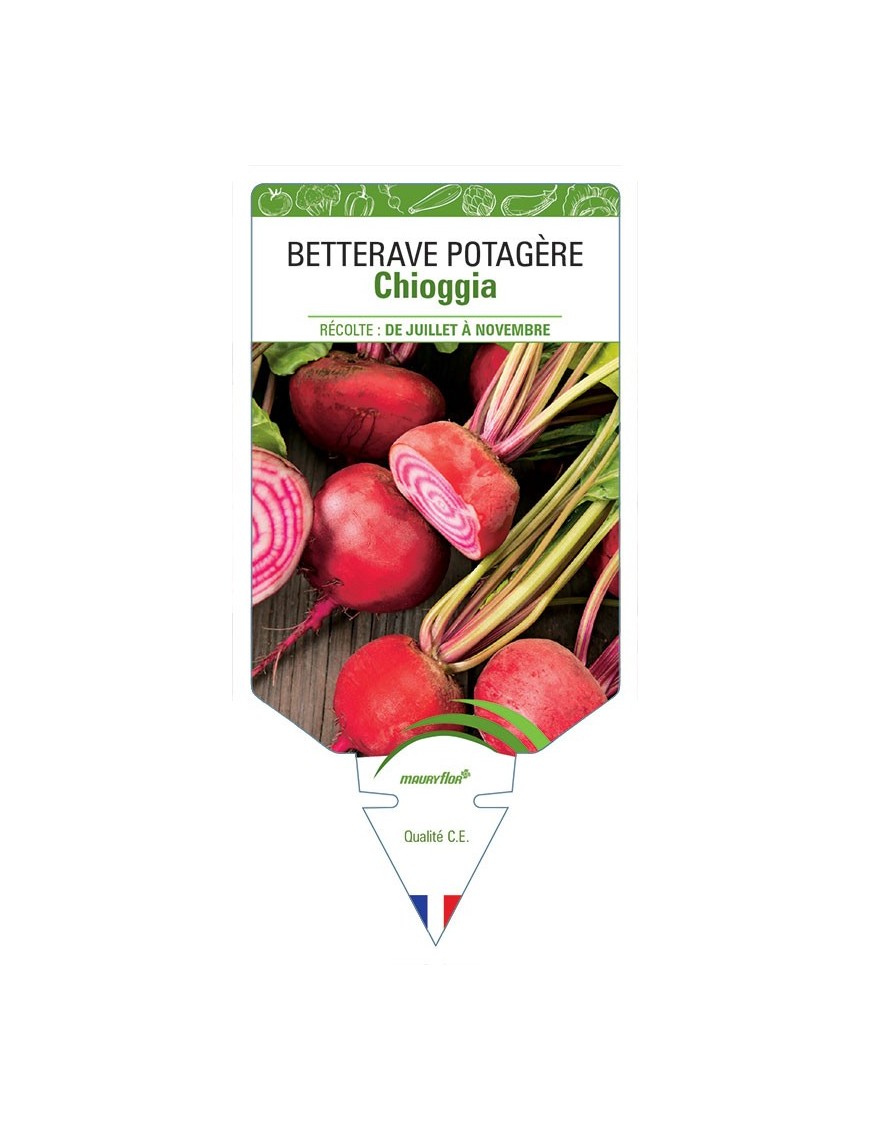BETTERAVE POTAGÈRE CHIOGGIA