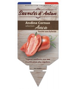 Tomate Andine Cornue...