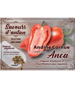 Tomate Andine Cornue sélection Anca