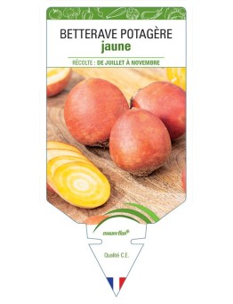 BETTERAVE POTAGÈRE JAUNE