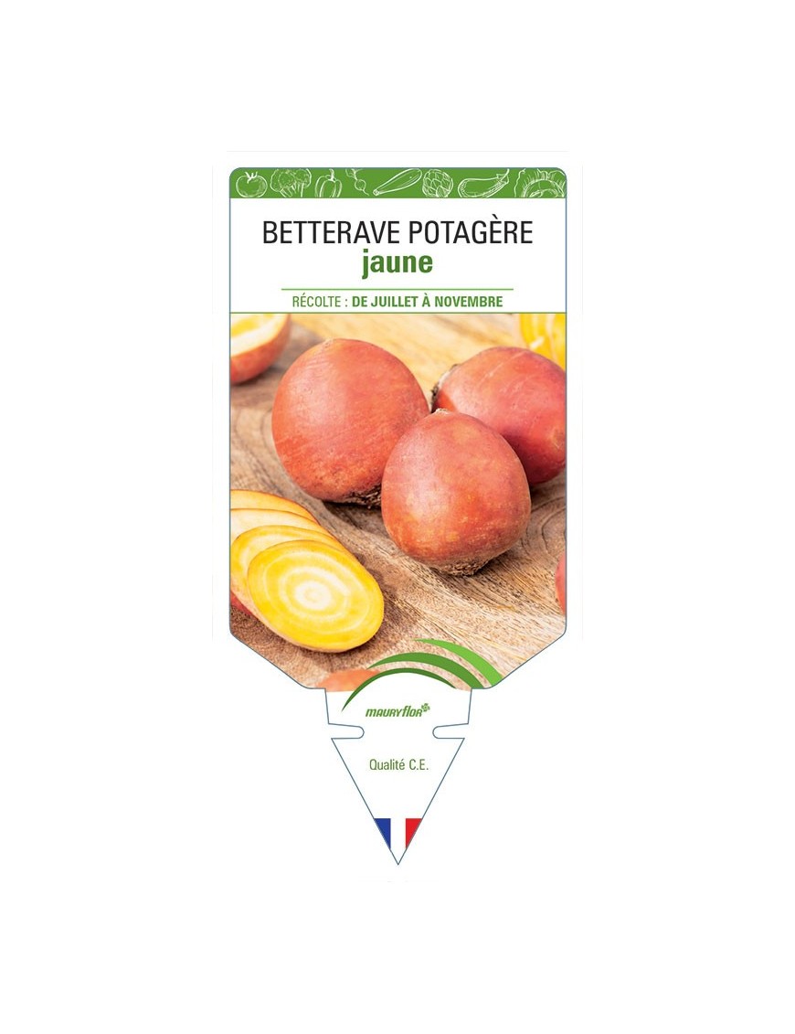 BETTERAVE POTAGÈRE JAUNE