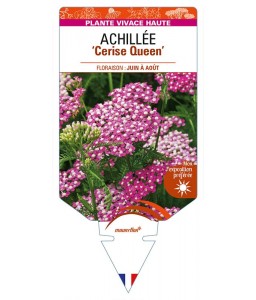 ACHILLEA (millefolium) 'Cerise Queen'