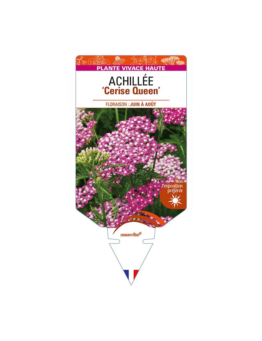ACHILLEA (millefolium) 'Cerise Queen'