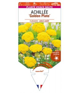 ACHILLEA (millefolium) 'Golden Plate'