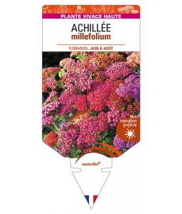 ACHILLEA (millefolium) varié