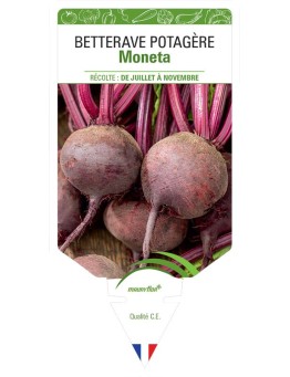 BETTERAVE POTAGÈRE MONETA