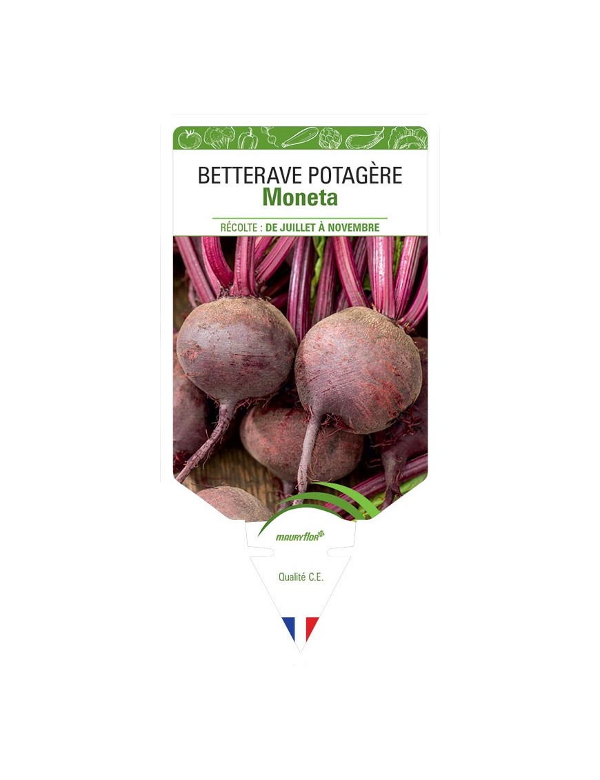 BETTERAVE POTAGÈRE MONETA