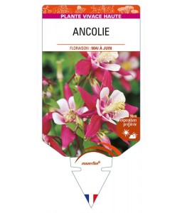 ANCOLIE (rouge/blanc)