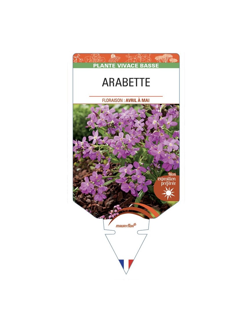 ARABETTE (blepharophylla rose)