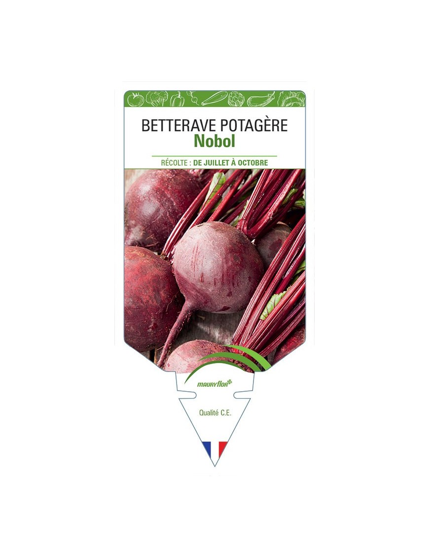 BETTERAVE POTAGÈRE NOBOL