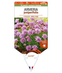 ARMERIA juniperifolia