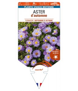 ASTER D'AUTOMNE (nain dumosus bleu violet)