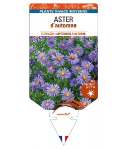 ASTER D'AUTOMNE (nain dumosus bleu)