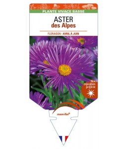ASTER DES ALPES (violet)