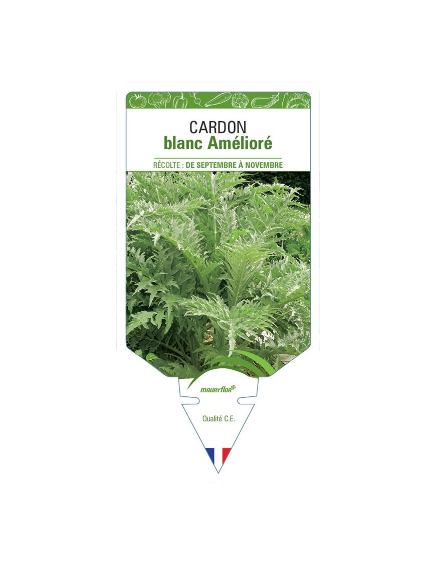 CARDON BLANC AMÉLIORÉ