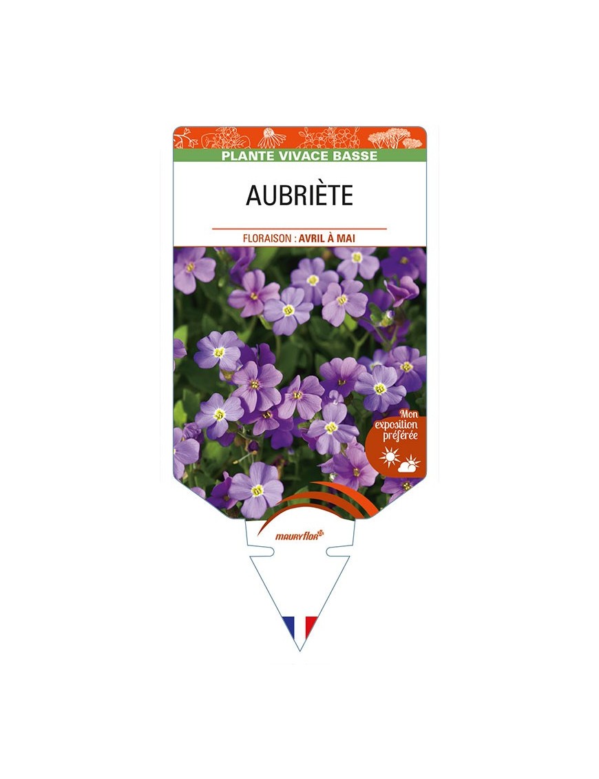 AUBRIÈTE (violet)