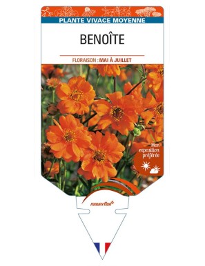 BENOITE (orange)