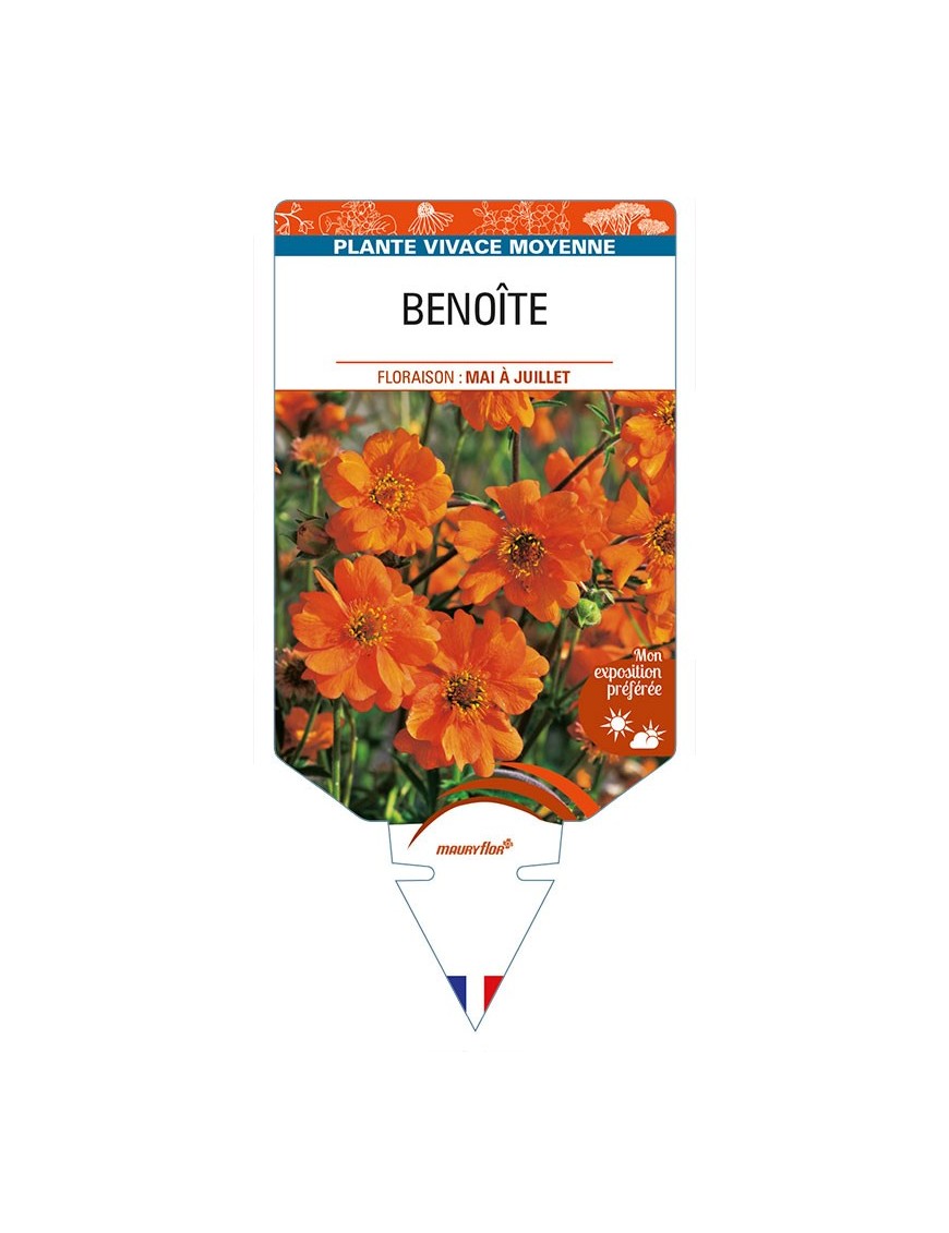 BENOITE (orange)