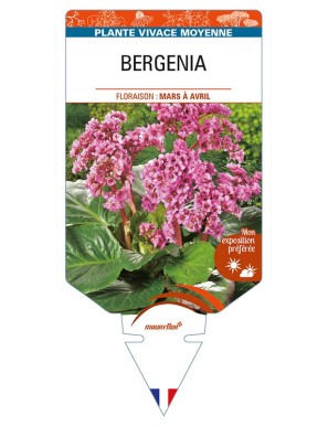 BERGENIA (cordifolia 'Eroica' rose)
