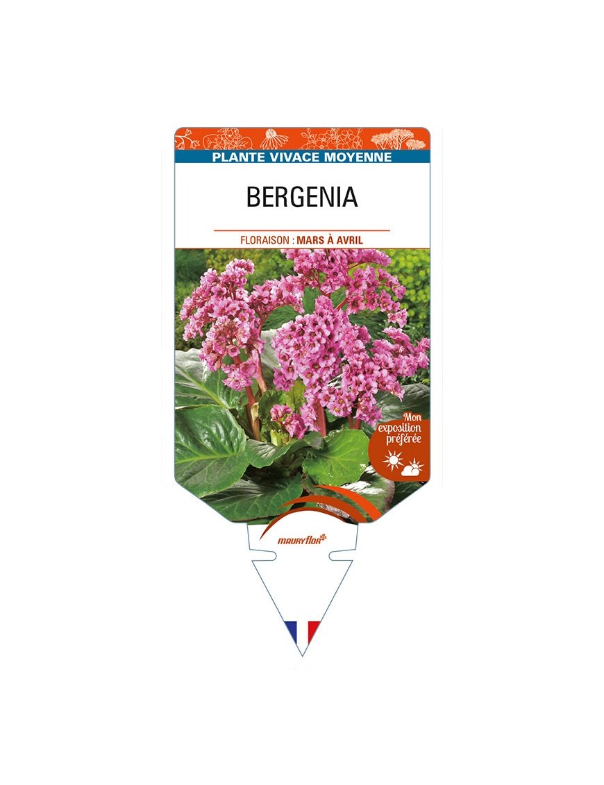 BERGENIA (cordifolia 'Eroica' rose)