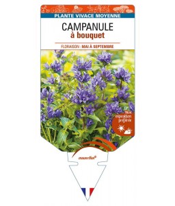 CAMPANULE à bouquet (violet)