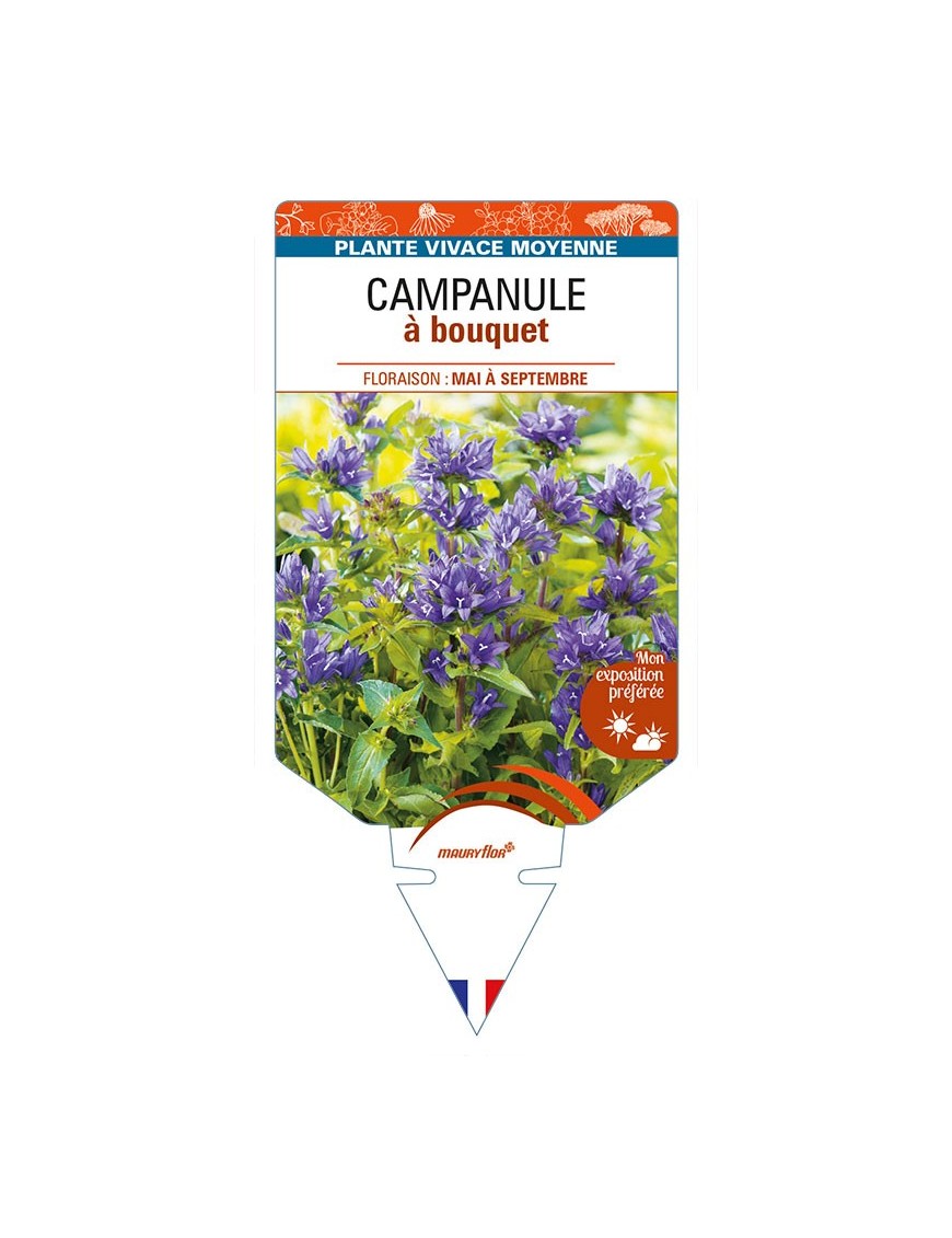 CAMPANULE à bouquet (violet)