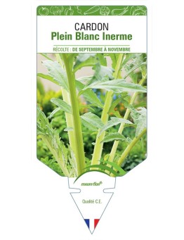 CARDON PLEIN BLANC INERME