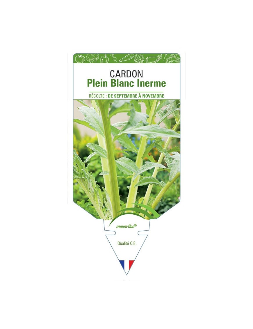 CARDON PLEIN BLANC INERME