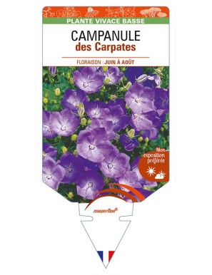 CAMPANULE DES CARPATES (bleu)